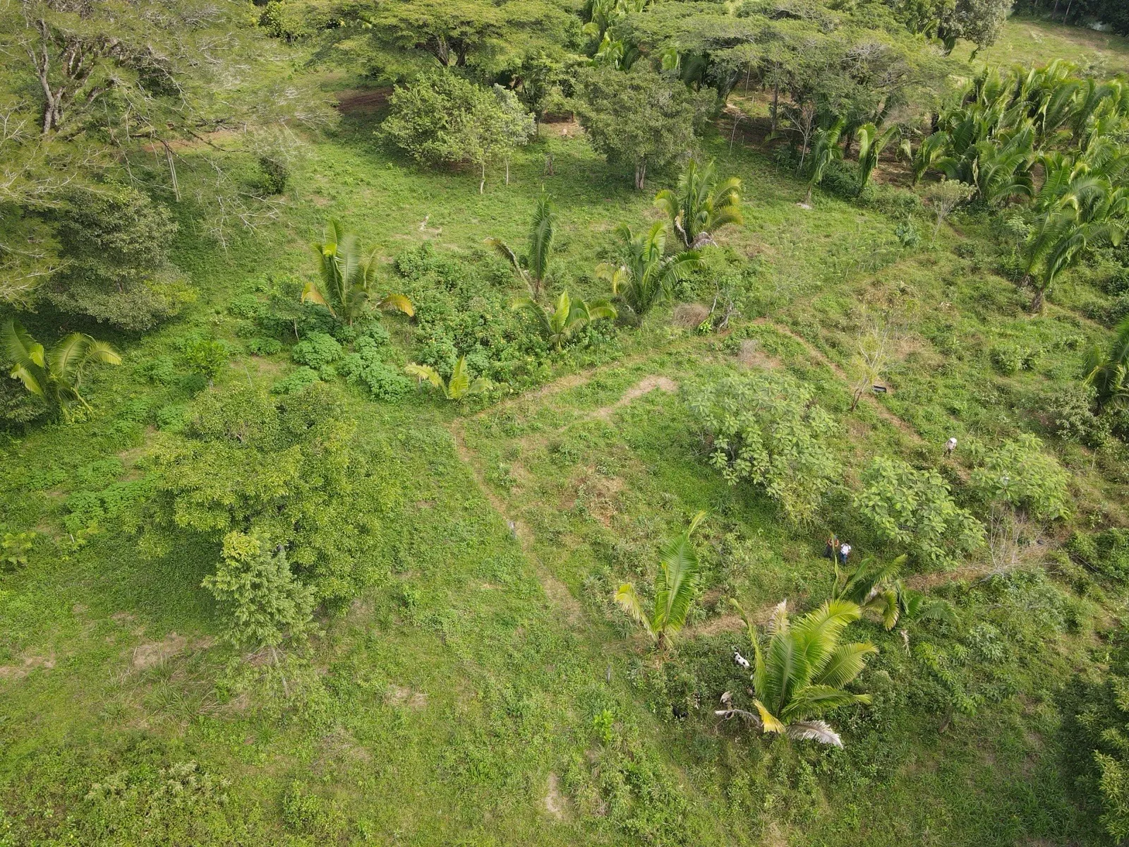 Aerial view of El Chahal: a diverse tropical planting of fruit trees and palms across the parcel