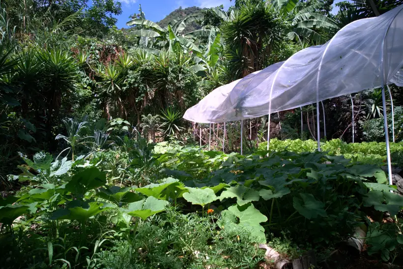 A shade house over growing beds at Granja Tz'ikin, surrounded by dense planting
