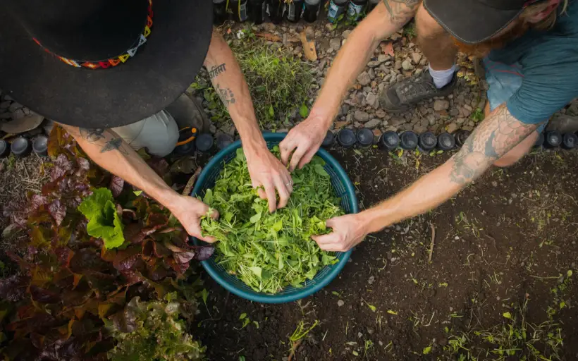 Hands washing just-cut salad leaves in a bowl of water at Granja Tz'ikin
